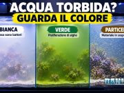 Acqua torbida in acquario? Prima di cambiarla guarda il colore