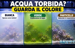Acqua torbida in acquario? Prima di cambiarla guarda il colore
