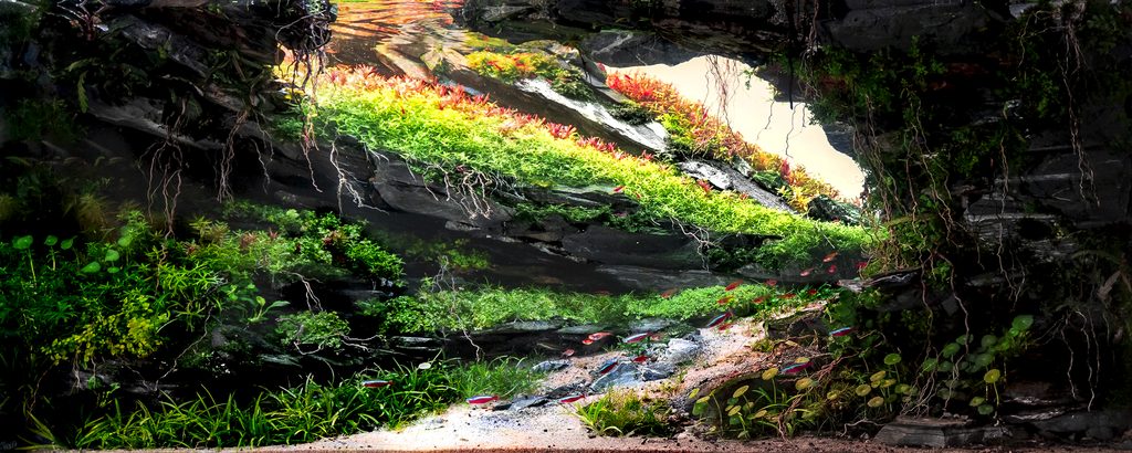 Ithilien di Bruno Fiorenza, secondo classificato Large EAPLC 2026