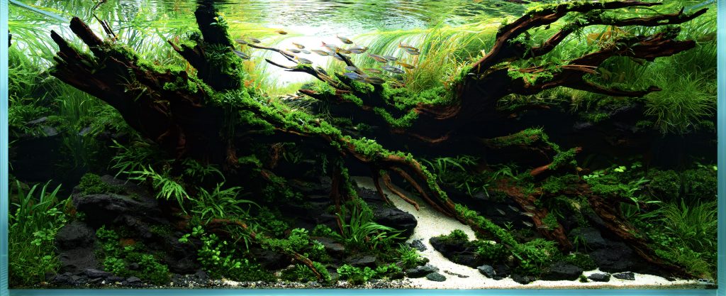 Aquascape di Florian Minnerop, primo classificato X-Large EAPLC 2026