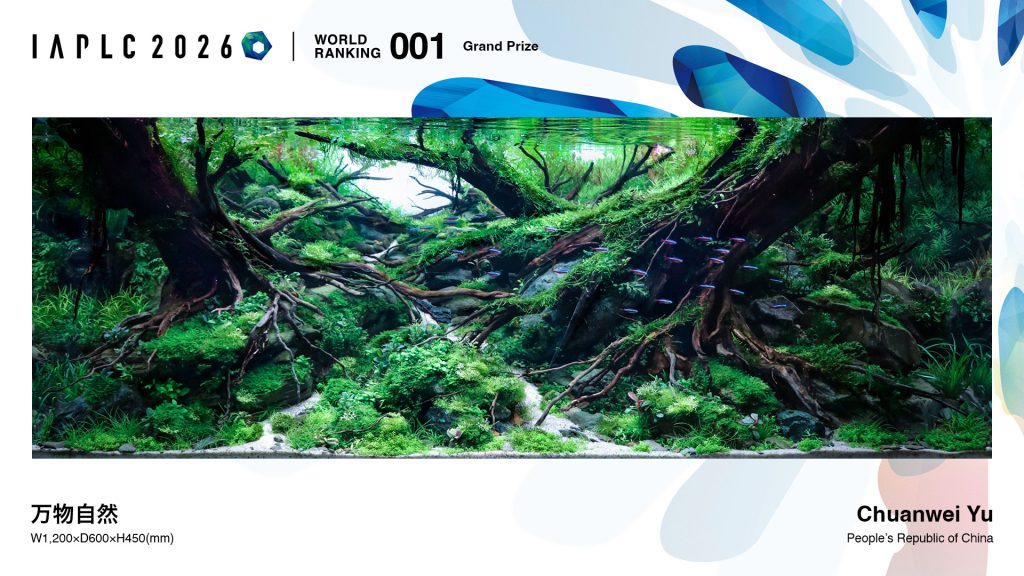 IAPLC 2026, acquario vincitore del concorso mondiale di aquascaping realizzato da Chuanwei Yu