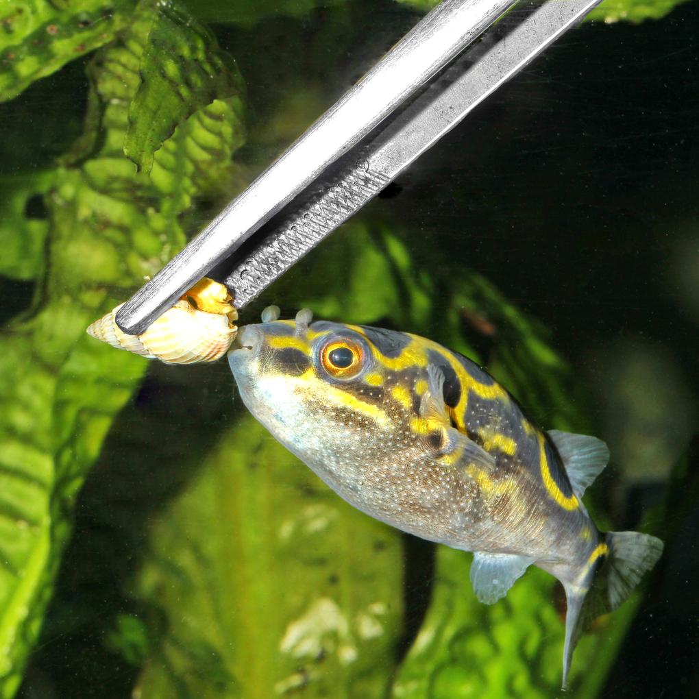 Pesce palla mentre si alimenta con una lumaca JBL PRONOVO SNAIL