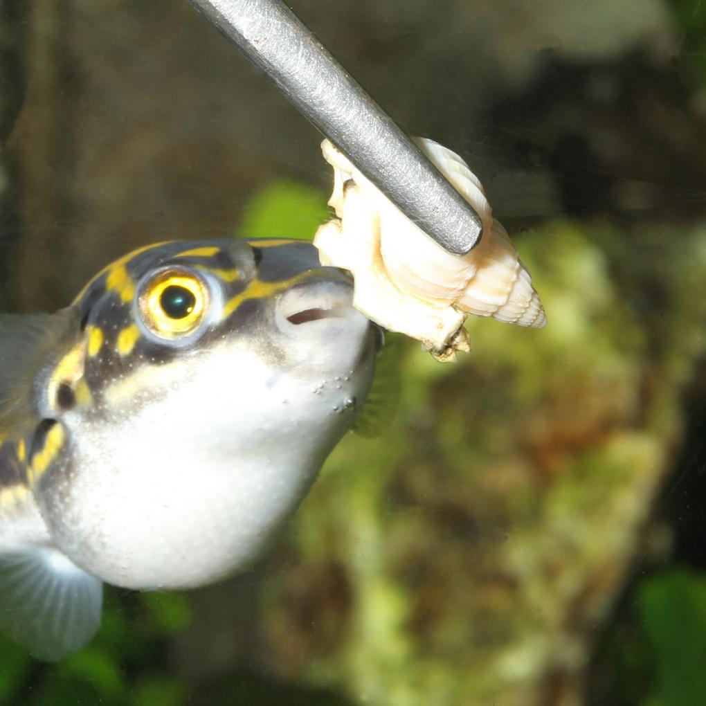 Pesce palla alimentato con una lumaca intera JBL PRONOVO SNAIL