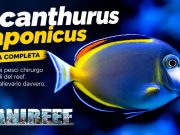 Acanthurus japonicus: uno dei pesci chirurgo più belli – la nostra guida