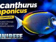 Acanthurus japonicus: uno dei pesci chirurgo più belli – la nostra guida