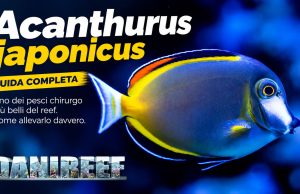 Acanthurus japonicus: uno dei pesci chirurgo più belli – la nostra guida