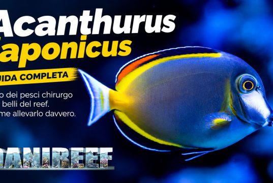 Acanthurus japonicus: uno dei pesci chirurgo più belli – la nostra guida