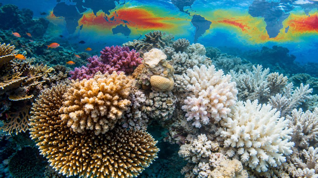 sbiancamento della barriera corallina, modifiche IA partendo da una foto reale dell'autore DaniReef