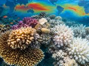 NOAA Coral Reef Watch: le mappe dello sbiancamento dei coralli