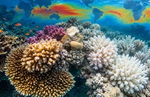 NOAA Coral Reef Watch: le mappe dello sbiancamento dei coralli