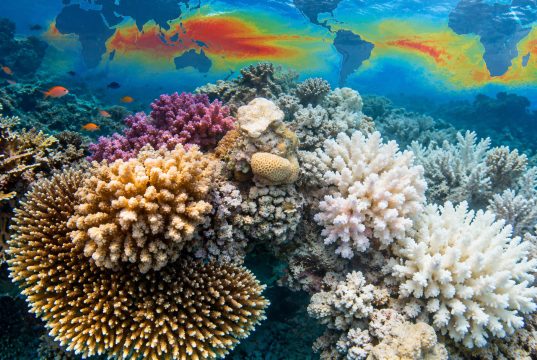 NOAA Coral Reef Watch: the coral bleaching maps explained