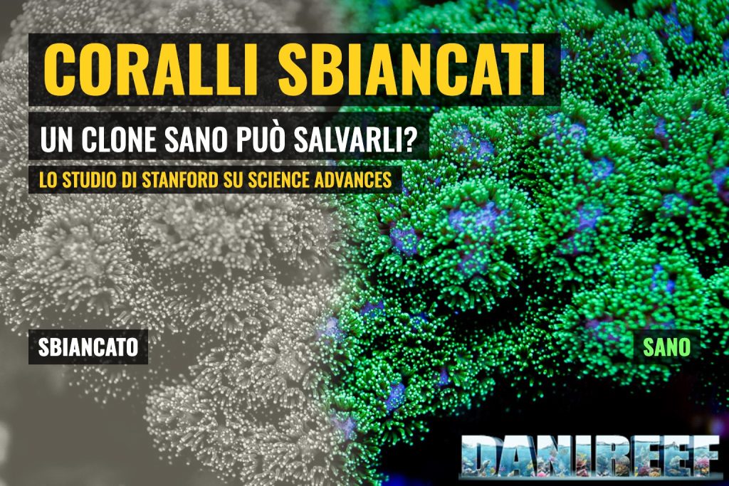 Coralli sbiancati e sani: Pocillopora verde con la metà sinistra decolorata graficamente per simulare lo sbiancamento, copertina DaniReef