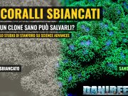 Coralli sbiancati: un clone sano può salvarli, dice Stanford Coralli sbiancati e sani: Pocillopora verde con la metà sinistra decolorata graficamente per simulare lo sbiancamento, copertina DaniReef
