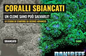 Coralli sbiancati: un clone sano può salvarli, dice Stanford Coralli sbiancati e sani: Pocillopora verde con la metà sinistra decolorata graficamente per simulare lo sbiancamento, copertina DaniReef