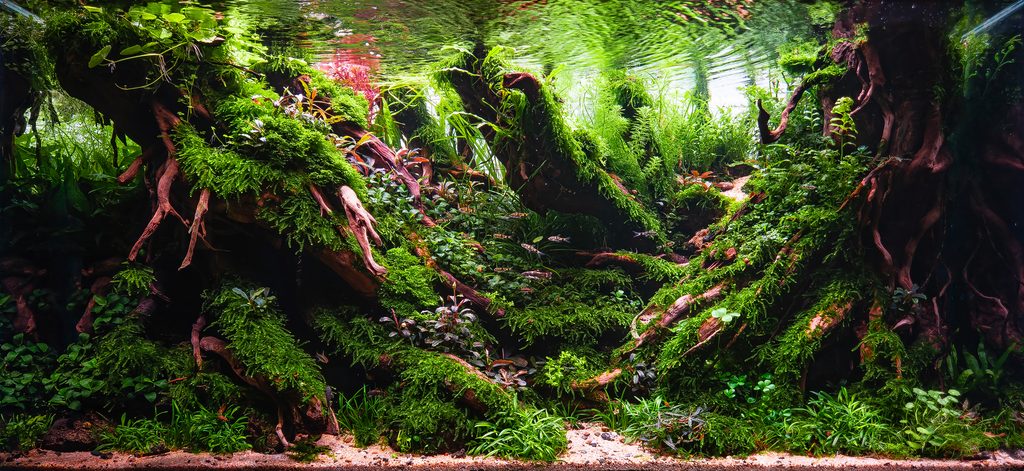 Sussurri del sottobosco di Sławomir Szaniawski, terzo classificato X-Large EAPLC 2026